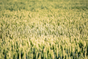 wheat in summer