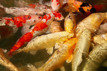 Koi fish or Crap fish at pond in Okayama Korakuen Garden, close to the Okayama Castle, Okayama, JAPAN.