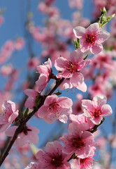 pink cherry blossom flower in spring time over blue sky.