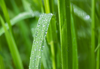 Fresh green grass with water drops after the rain