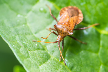 brown beetle on a green leaf after the rain, long mustache