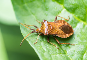 brown beetle on a green leaf after the rain, long mustache