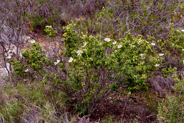 Shrub (Cistus salvifolius) grows in a natural habitat