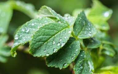 Fresh green grass with water drops after the rain