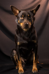 Portrait of an Australian Kelpie dog in a studio on a dark background
