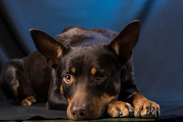 Portrait of an Australian Kelpie dog in a studio on a dark background