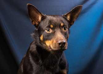 Portrait of an Australian Kelpie dog in a studio on a dark background