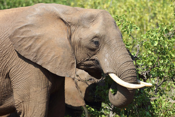 Afrikanischer Elefant / African elephant / Loxodonta africana