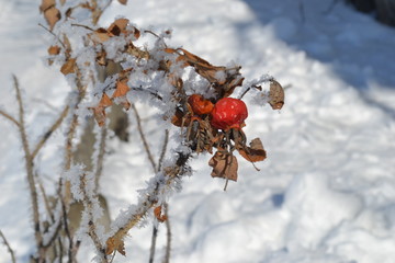 Шиповник. Зима. Иней.