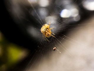 spider insect nature macro panasonicgx80