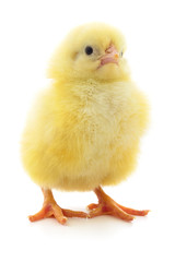 Little chicken isolated.
