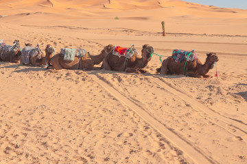 Morocco, Merzouga, Camels at Erg Chebbi Dunes