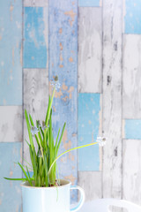 blue spring flowers in a vase on wooden background