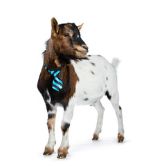 Funny spotted pygmy goat wearing a blue and black striped tie, standing side ways. Looking beside camera. Isolated on white background.