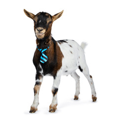 Funny spotted pygmy goat wearing a blue and black striped tie, standing side ways. Looking at lens....