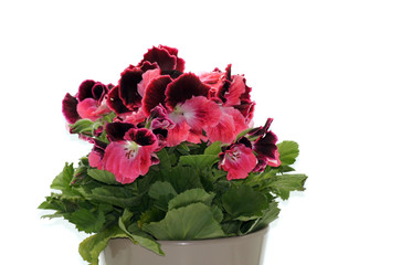 Edelgeranie Pelargonien freigestellt auf weißem Hintergrund