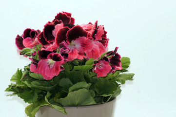 Obraz premium Edelgeranie Pelargonien freigestellt auf weißem Hintergrund