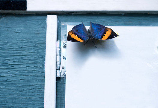 Male Indian leafwing or Malayan leafwing