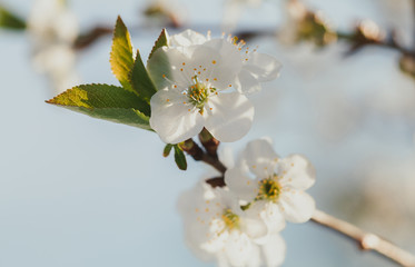 Beauty of spring: closeup of blossoming plum tree