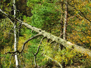 Sächsische Schweiz Saxony Switzerland Bastei