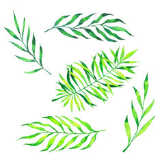 Set of green fresh palm leaves isolated on white background. Hand drawn watercolor illustration. 