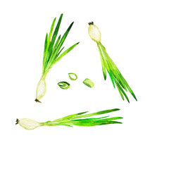 Set of fresh green spring onion isolated on white background. Hand drawn watercolor illustration. - 261738254