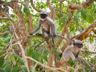 Monkey langur