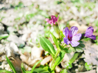 Pulmonaria obscura (known as unspotted lungwort or Suffolk lungwort) closeup