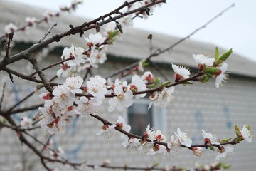branch of a tree