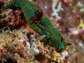 Blue Striped Sea Slug (Tambja eliora)