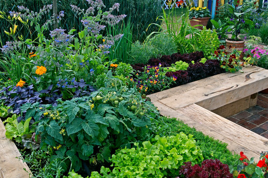  Vegetable garden growing in raised enclosed beds with vegetables and flowers