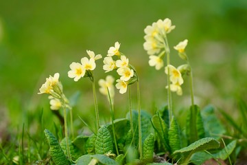 Schlüsselblume