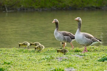 Familie Graugans