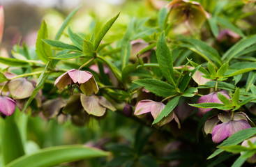 Green flowers. Helleborus viridis, commonly called green hellebore. selective focus