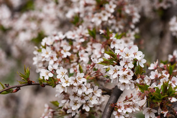 Close-up of first gentle white flowers blooming cherry branch. Selective focus. Spring concept.
