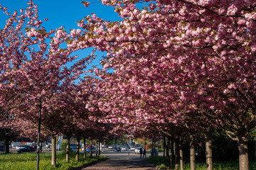 Flowering trees during springtime, Turin, Piedmont. Italy.
