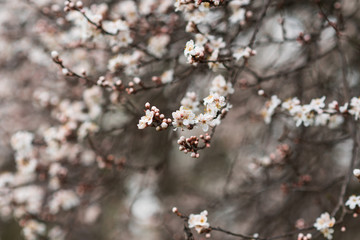 Close-up of first gentle white flowers blooming cherry branch. Selective focus. Spring concept.