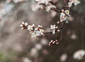 Close-up of first gentle white flowers blooming cherry branch. Selective focus. Spring concept.