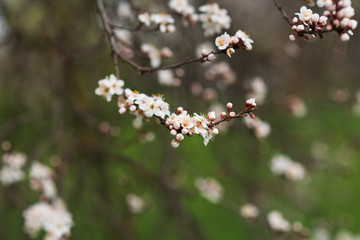 Close-up of first gentle white flowers blooming cherry branch. Selective focus. Spring concept.