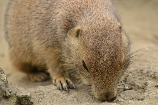Golpher Close Up 