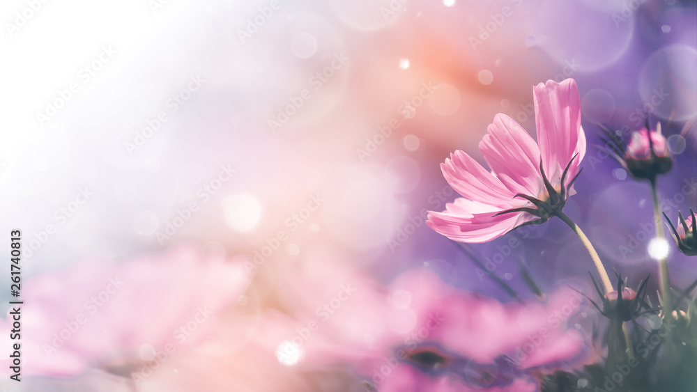 Wall mural cosmos flowers and light bokeh in vintage tone background.