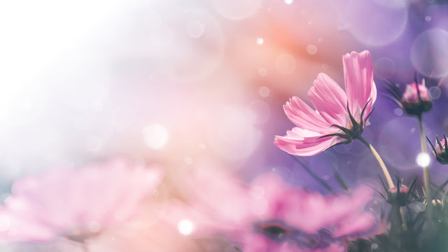 Cosmos flowers and light bokeh in vintage tone background.