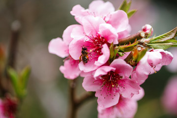 Buds and flowers on a branch of a Japanese cherry tree. Spring blossoms. Bee collects honey. Nature macro.