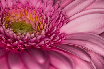 closeup of pink flower