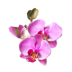 Naklejka na ściany i meble a branch of phalaenopsis orchid flowers and buds isolated on white background