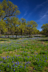 Wild Flowers Filling Fields in Hill Country Texas