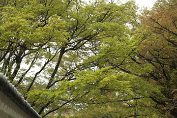 京都寺院の雨模様
