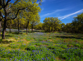 Naklejka premium Wild Flowers Filling Fields in Hill Country Texas