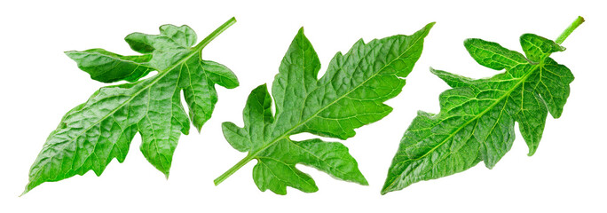 Tomato leaf isolated on white