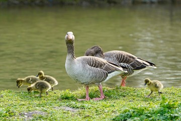 Familie Graugans - der Aufpasser